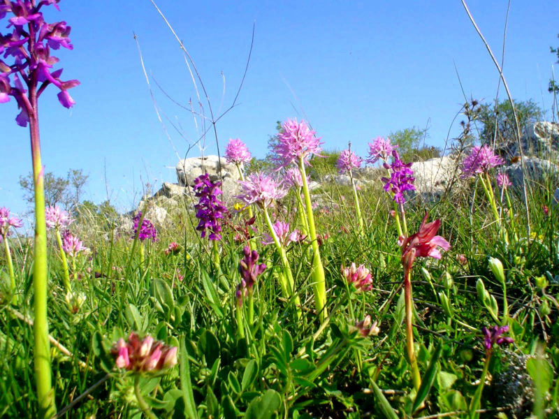 Andar per Orchidee